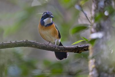 Pitta-like Ground-Roller - Atelornis pittoides