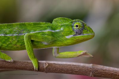 Carpet Chameleon - Furcifer lateralis