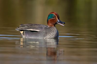 Green-winged Teal  - Anas crecca
