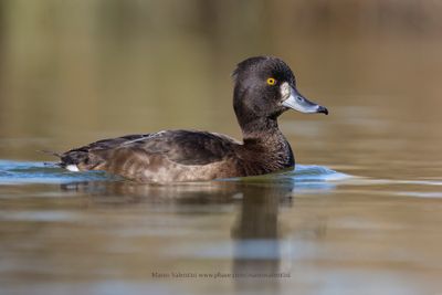 Tufted duck - Aythya fuligula