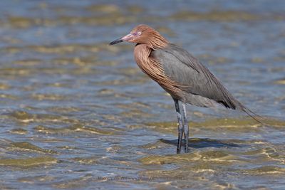 Reddish Egret - Egretta rufescens