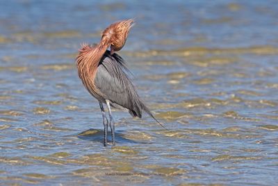 Reddish Egret - Egretta rufescens