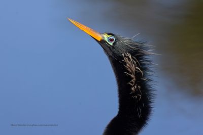 Anhinga - Anhinga anhinga