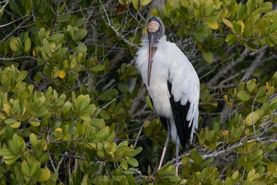 Wood stork - Mycteria americana