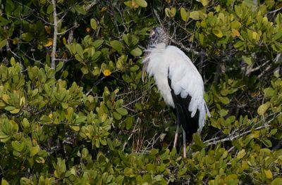 Wood stork - Mycteria americana