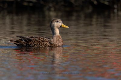 Mottled Duck - Anas fulvigula