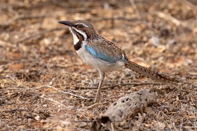 Long-tailed Ground-roller - Uratelornis chimaera