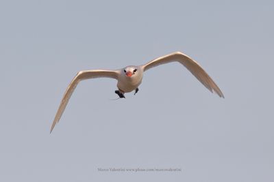 Red-tailed Tropicbird - Phaeton rubricauda