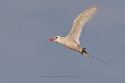 Red-tailed Tropicbird - Phaeton rubricauda