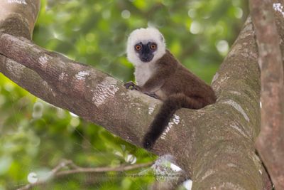 White-fronted Brown Lemur -. Eulemur albifrons