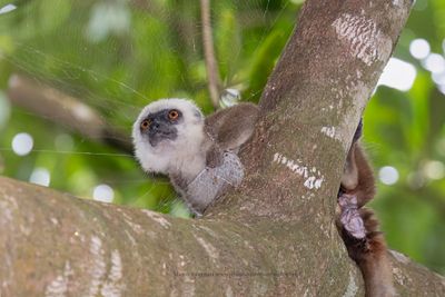 White-fronted Brown Lemur -. Eulemur albifrons