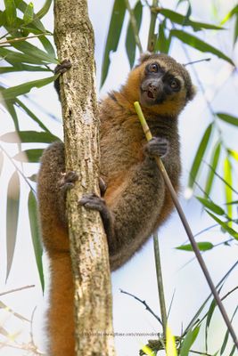 Golden Bamboo Lemur - Hapalemur aureus