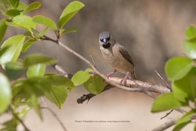 Madagascar Munya - Lemuresthes nana