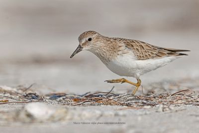 Least Sandpiper - Calidris minutilla