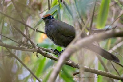 Red-fronted Coua - Coua reynaudii