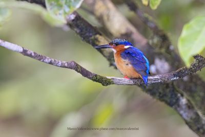 Malagasy Kingfisher - Corythornis vintsioides