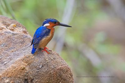 Malagasy Kingfisher - Corythornis vintsioides