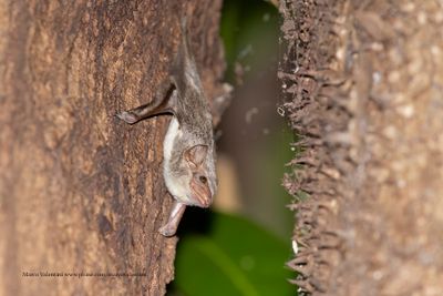 Mauritian Tomb Bat - Taphozous mauritianus