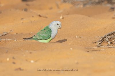 Gray-headed Lovebird - Agapornis canus