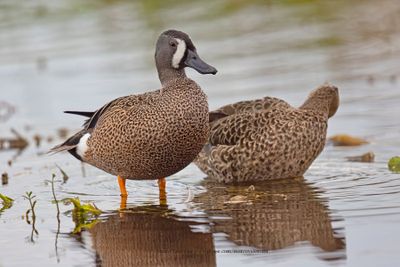 Blue-winged Teal - Anas discors