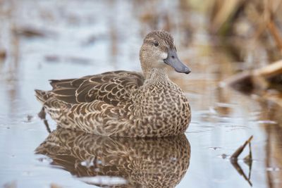 Blue-winged Teal - Anas discors