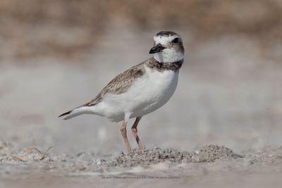 Wilson's plover - Charadrius wilsonia