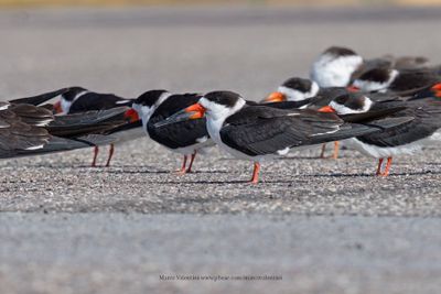 Black skimmer - Rhyncops niger