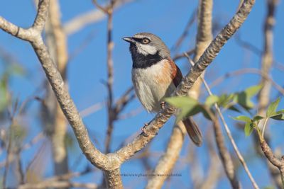 Red-shouldered Vanga - Calicalicus rufocarpalis