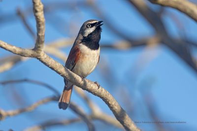 Red-shouldered Vanga - Calicalicus rufocarpalis