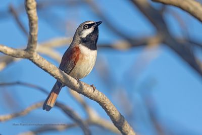 Red-shouldered Vanga - Calicalicus rufocarpalis