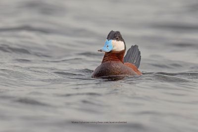 Ruddy Duck - Oxyura jamaicensis