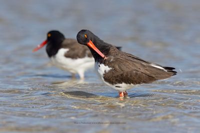American Oystercatcher - Haematopus palliatus