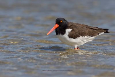 American Oystercatcher - Haematopus palliatus