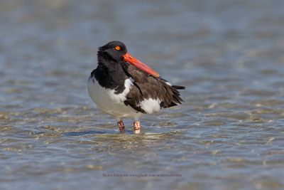 American Oystercatcher - Haematopus palliatus