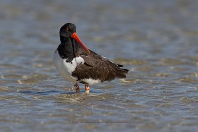 American Oystercatcher - Haematopus palliatus