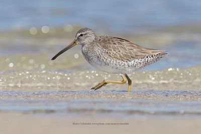 Short-billed Dowitcher - Limnodromus griseus