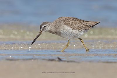 Short-billed Dowitcher - Limnodromus griseus