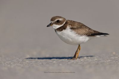 Semipalmated Plover - Charadrius semipalmatus