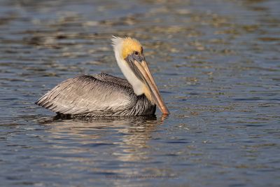 Brown pelican - Pelicanus occidentalis