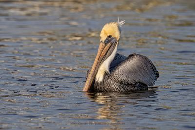 Brown pelican - Pelicanus occidentalis