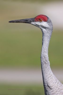 Sandhill crane - Antigone canadensis