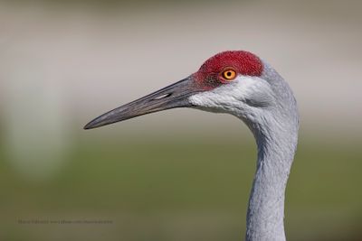 Sandhill crane - Antigone canadensis