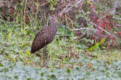 Limpkin - Aramus guarauna