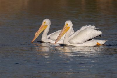 American White Pelican - Pelecanus erythrorhyncos