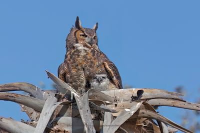 Great-horned Owl - Bubo virginianus