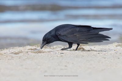 Fish Crow - Corvus ossifragus
