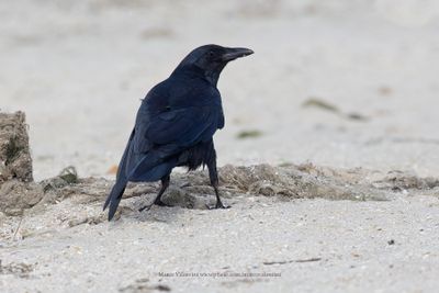 Fish Crow - Corvus ossifragus