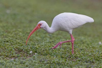White ibis - Eudocimus albus