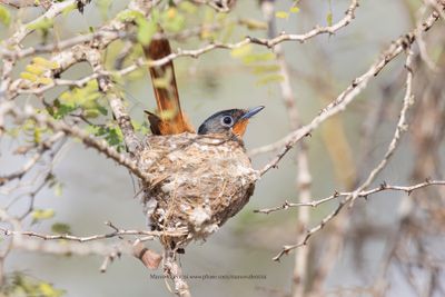 Madagascar Paradise Flycatcher - Terpsiphone mutata