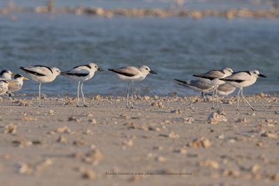 Royal Tern - Thalasseus maximus